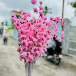 1 CÀNH ĐÀO RÂU