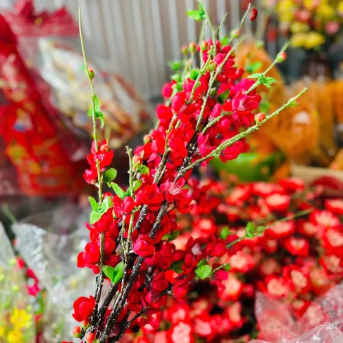 1 CÀNH HOA ĐÀO CỔ - Loại Dài