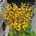 1 CÀNH HOA MAI Hoặc 1 Cành ĐÀO TẾT