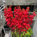 1 CÀNH HOA MAI Hoặc 1 Cành ĐÀO TẾT