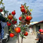 Cành Lựu 7 Trái Mọng Đỏ Cắm Bình Trang Trí Không Gian Sống