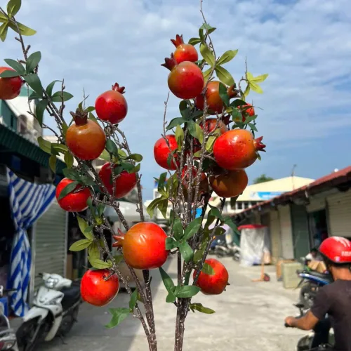 Cành Lựu 7 Trái Mọng Đỏ Cắm Bình Trang Trí Không Gian Sống