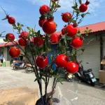 Cành Lựu 7 Trái Mọng Đỏ Cắm Bình Trang Trí Không Gian Sống