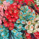 Combo 10 Cành HOA GẠO XỐP Nhiều Màu ( 10 Cành)