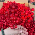 Combo 10 nhánh  ĐÔNG ĐÀO - NHÁNH NHỎ