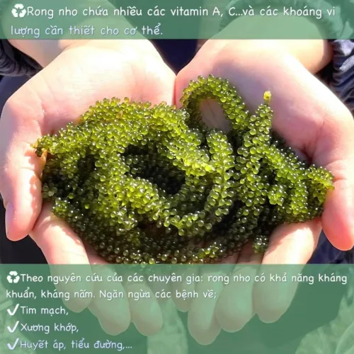 Hướng dẫn sử dụng rong tươi tách nước NAMISO