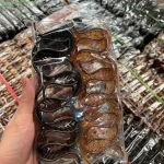 Lố 12 Kẹp Càng Cua 3 Răng 2 Màu Nâu Và Đen