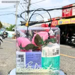 Set Giỏ Quà Nước Hoa Charme So Sexy Mùi Nữ 100ml Phiên Bản Mới 2025 - Túi Trong Vuông Có Đèn Đom Đóm Lót Giấy Rơm Thắt Nơ Xinh Xắn Nhiều Màu