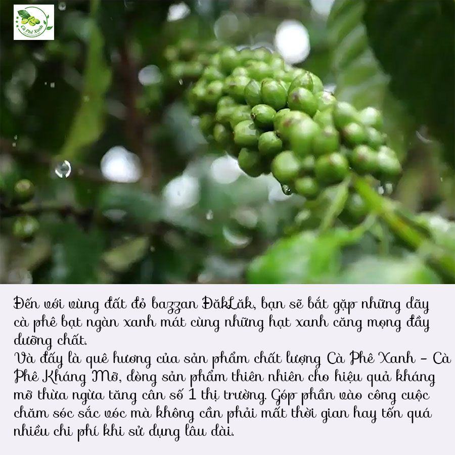 Từ những hạt xanh căng mọng đến ly cà phê xanh thơm ngon đa dụng