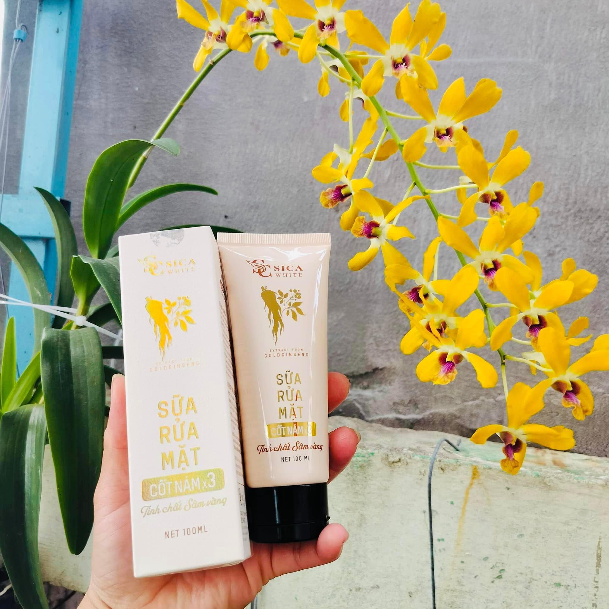 Chuyên sỉ sữa Rửa Mặt Sica White Cốt Nám X3 Tinh Chất Sen Vàng Chuyên sỉ sữa Rửa Mặt Sica White Cốt Nám X3 Tinh Chất Sen Vàng