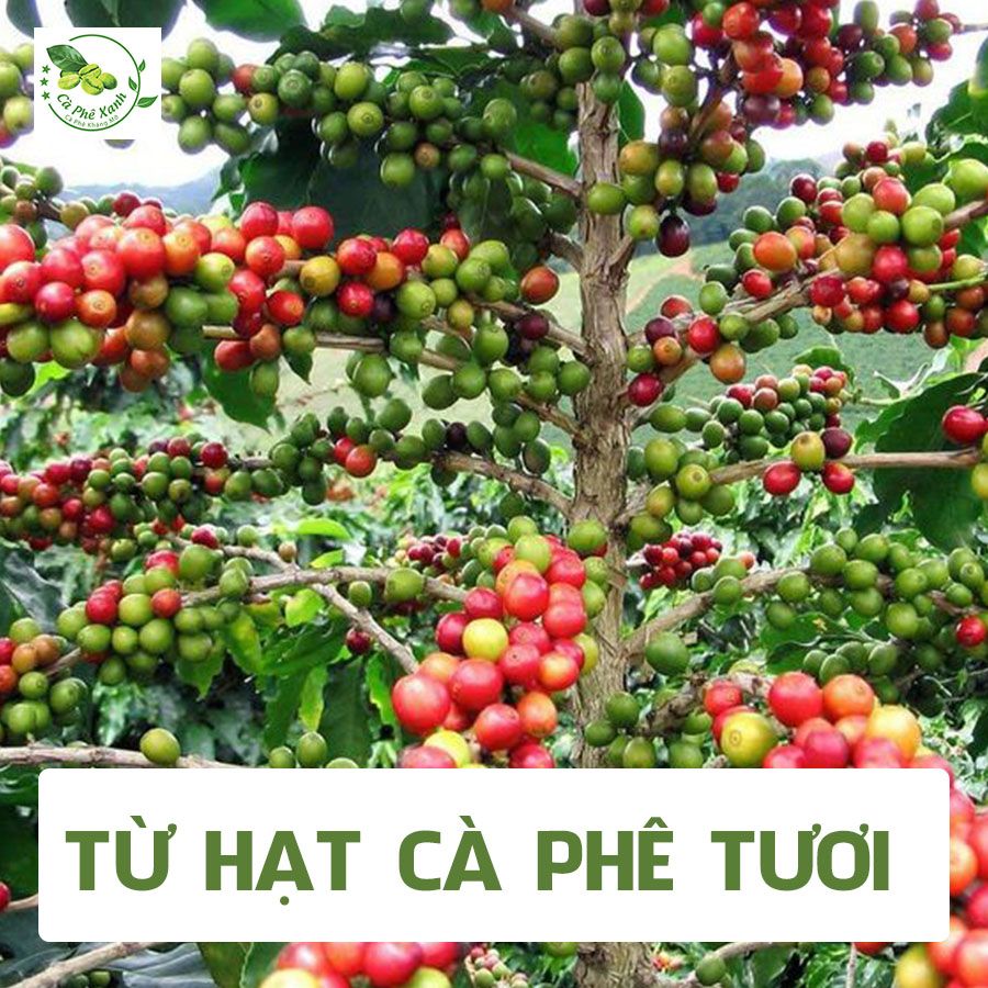 Cà phê Xanh có gì khác so với các loại cà phê thông thường?